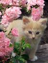 Lindo gato