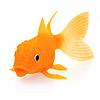 Goldfish