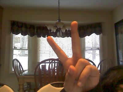 A peace bunny