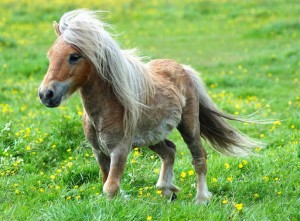 poney mignon 