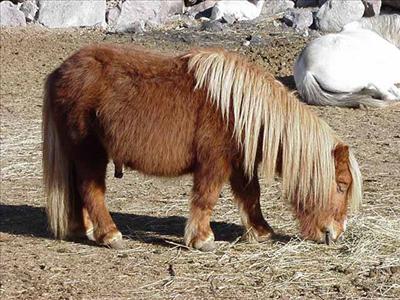 Poney Lama