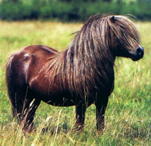 Shetland