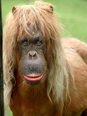 Poney Singe
