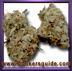 Chocolope 
