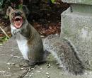 Squirrel with rabies