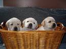 basket of puppies