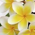 frangipani