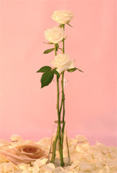 3 stem Roses