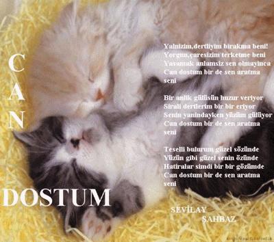 dostluk