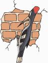 wood pecker