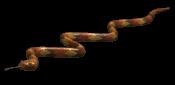 snake