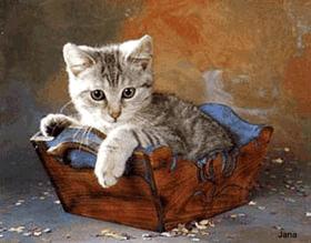 cat