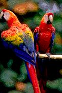 parrot 