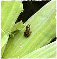 tiny baby frog