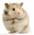 cute little hamster