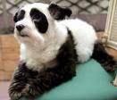 panda dog!!
