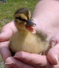 baby ducky