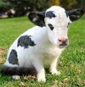 BABY DAIRY COW!!