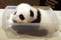 baby panda!!