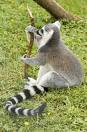 king Julien
