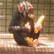 little chimp!!!