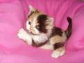 calico kitty!!
