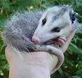 poor thing... baby opossum