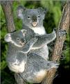 awww... cute koala