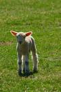baby sheep