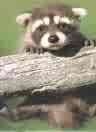 baby racoon