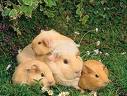 baby guinea pigs with their mommy
