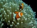 nemo in his aneme-nemone
