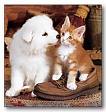 kitty and a puppy... they DO get along!