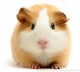 dreamsicle guinea pig... cute!!