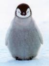 fluffy penguin