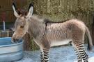 baby zonkey!!