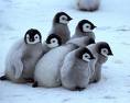 group of penguins