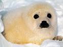 baby seal!