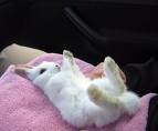 baby white  bunny