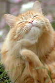 Orange Fluffy Cat