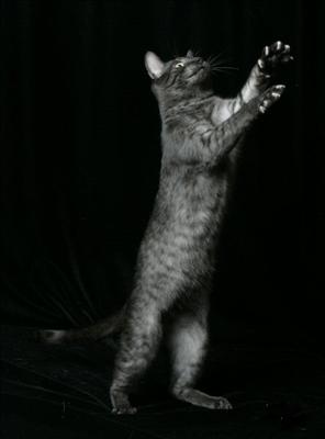 Black Tabby Cat 