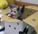 Kitten