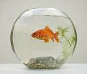 GoldFish