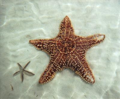 Star fish