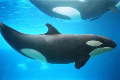 Killer whale