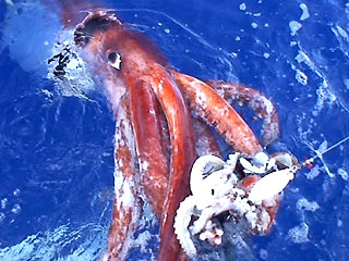 Giant squid