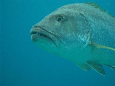 Snapper