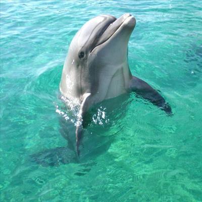 bottlenose dolphin