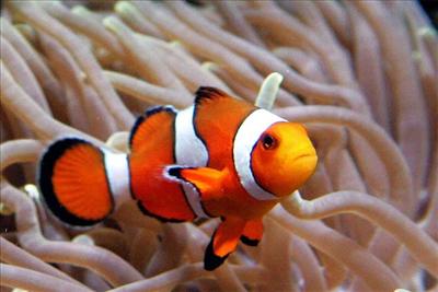 Clown fish