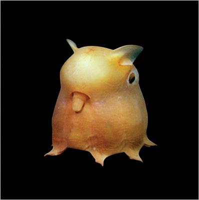 Dumbo Octapus